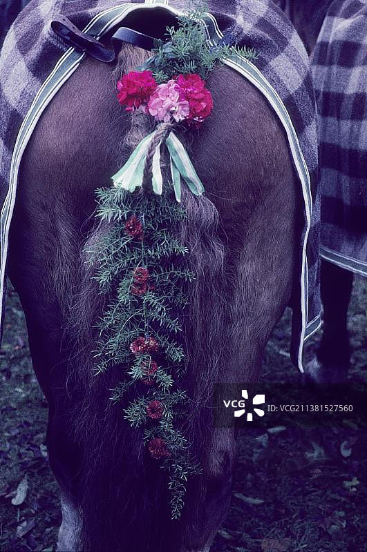 列昂哈第游行，历史，六十年代，前阿尔卑斯，游行，习俗，习俗，基督教，基督教，游行花车，宗教，宗教，马，马，圣化，圣化，守护神，圣装饰，装饰，尾巴，马尾巴，马毯，佩尔德，莱哈兹，卡尔瓦伦伯格，巴特托尔兹，伊萨文克尔，巴伐利亚，德国，欧洲图片素材