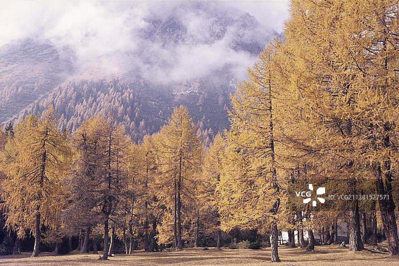 奥地利蒂罗尔秋季山脉落叶松林图片素材