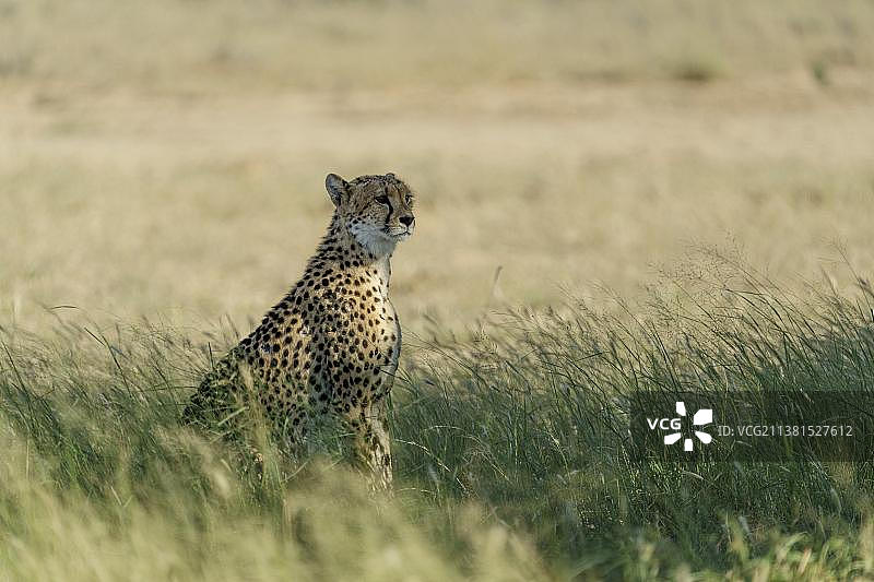 坐在草地上的猎豹，南非卡拉哈里图片素材