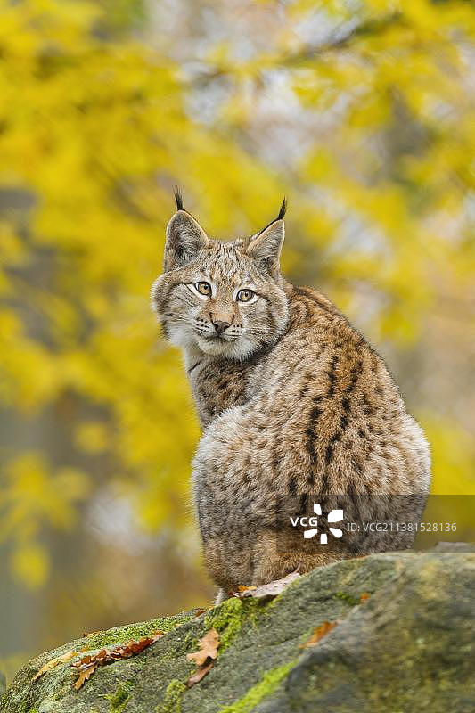 秋季圈养的欧亚猞猁图片素材