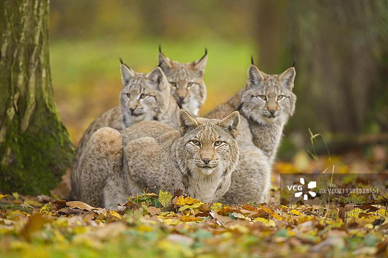 圈养雌性欧亚猞猁和三只幼崽图片素材