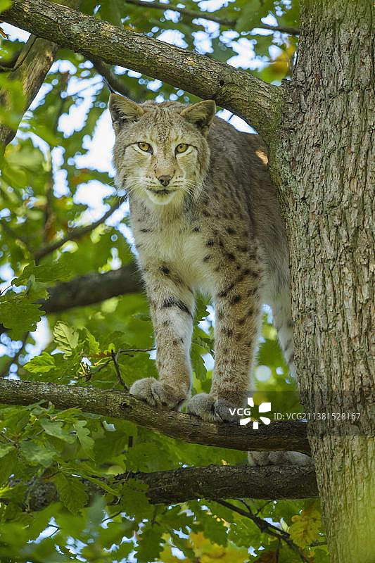 欧亚猞猁，树上的雄猫，圈养图片素材