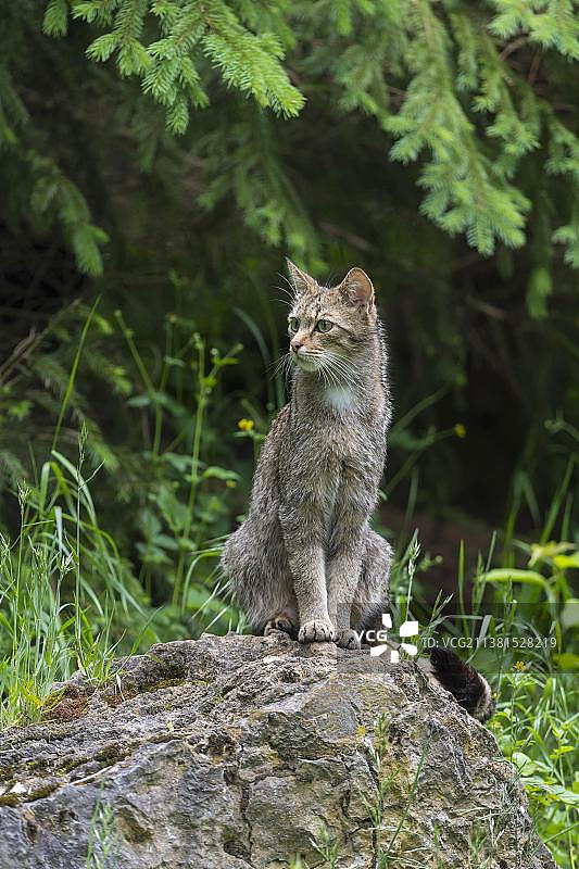 圈养的野猫图片素材
