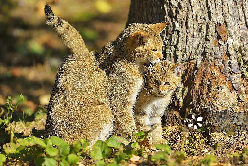 圈养的雌性野猫和小猫图片素材