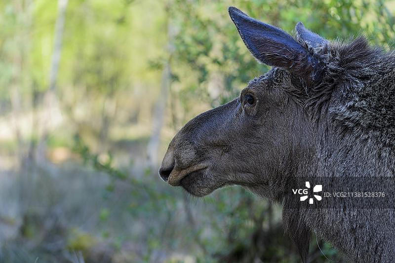 森林中的驼鹿图片素材