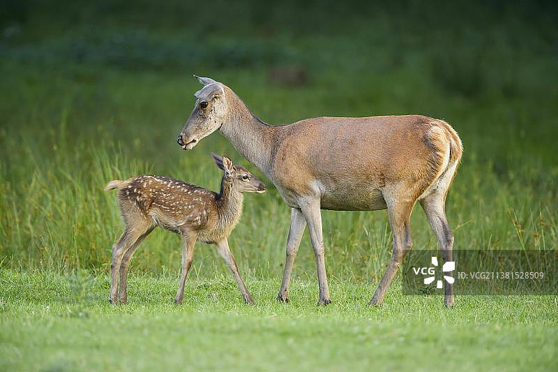 雌性幼鹿红鹿图片素材
