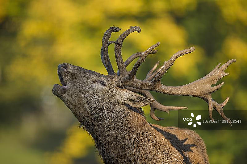 发情期吼叫的红鹿雄鹿图片素材