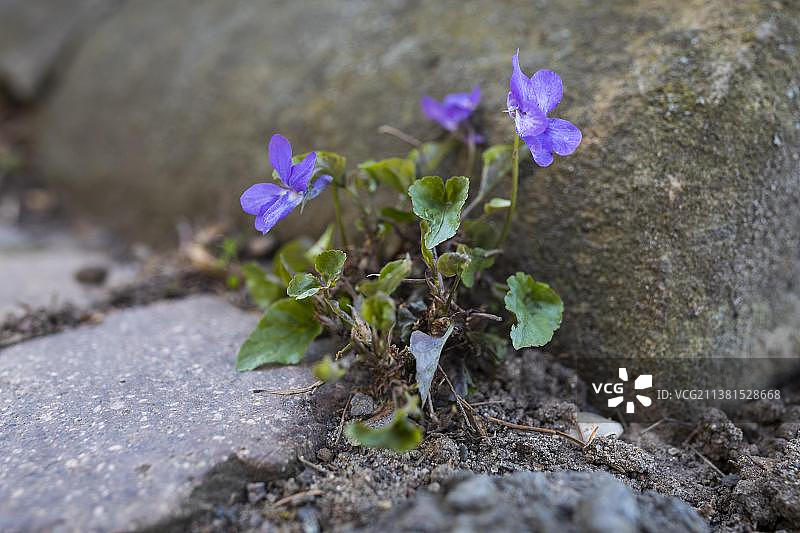 路边墙缝中盛开的紫罗兰，萨克森，德国，欧洲图片素材