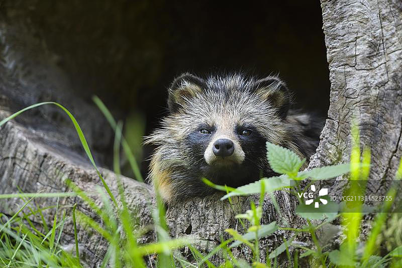 坐在空心圆木里的貉图片素材