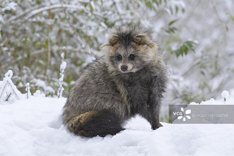 雪地中的貉图片素材