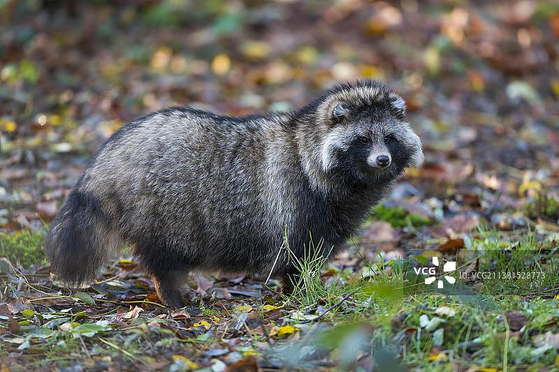 貉（Nyctereutes procyonoides）图片素材