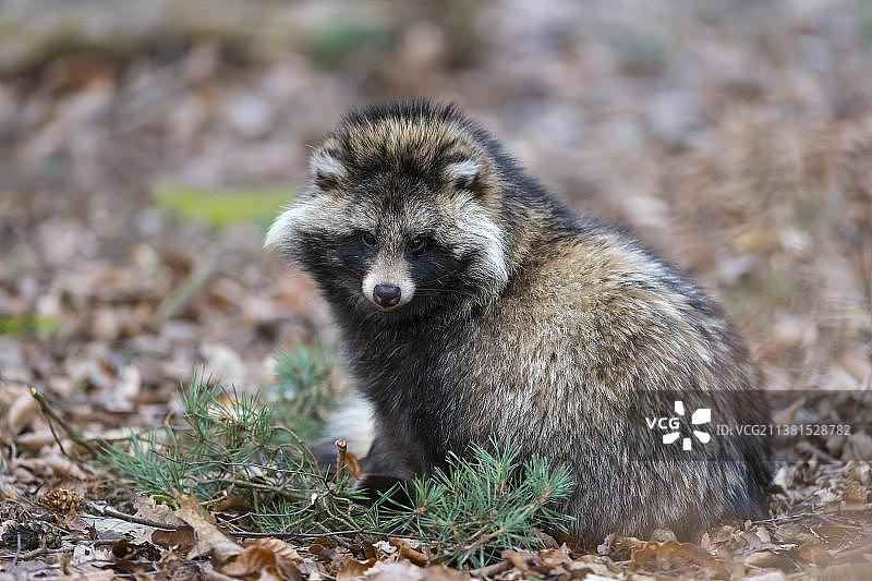 坐着的貉图片素材