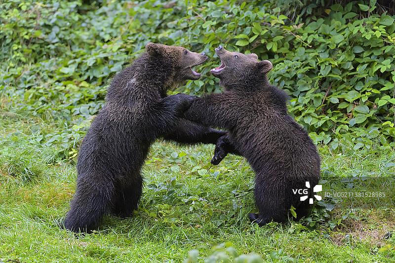 欧洲棕熊（Ursus arctos），两只幼崽打斗，圈养图片素材