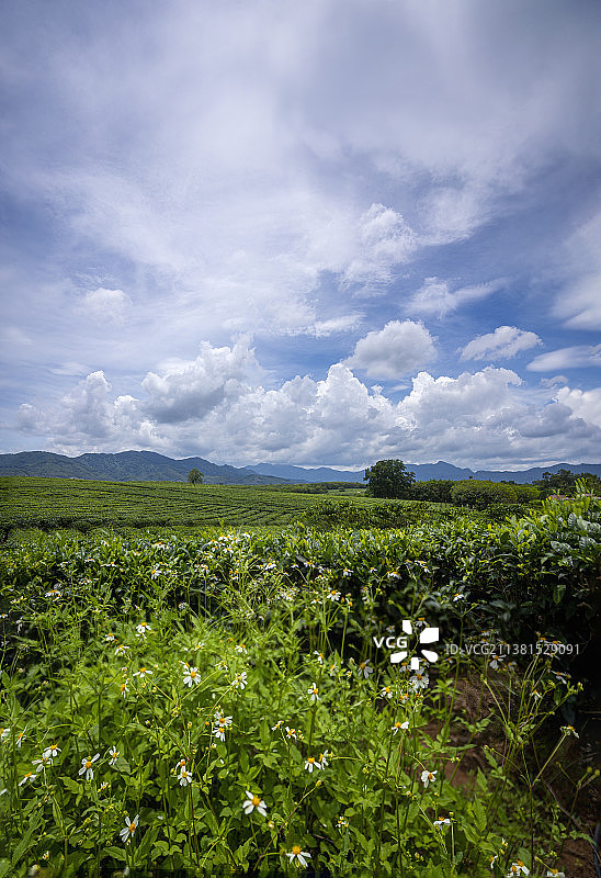 海南白沙县绿茶园图片素材