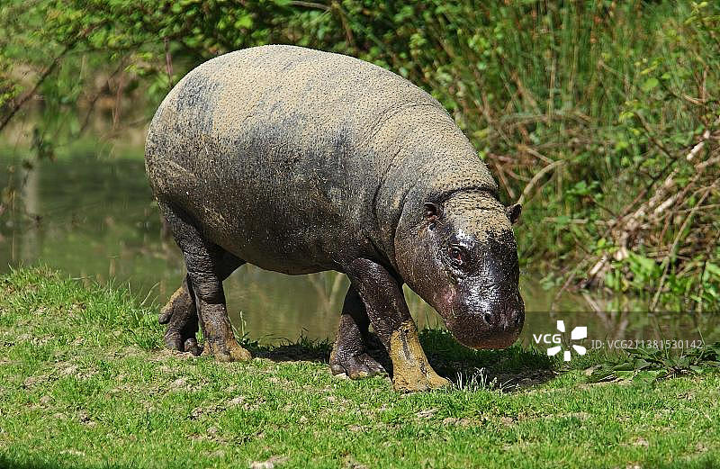 成年小河马图片素材