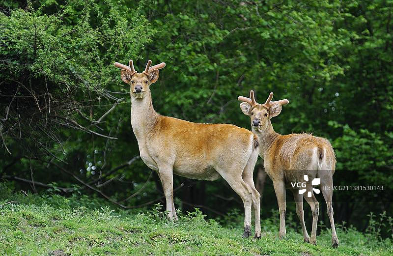 巴拉辛加鹿或沼泽鹿图片素材