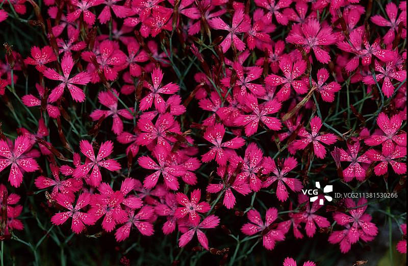 Maiden Pink (Dianthus deltoides)图片素材
