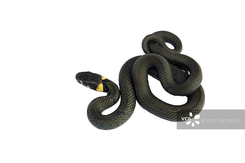 幼年草蛇图片素材