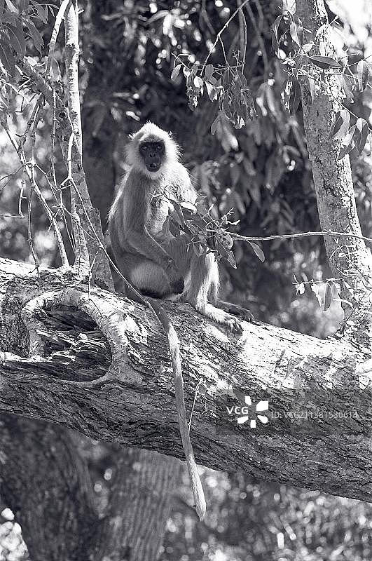 黑白照片：印度穆杜马莱国家公园灰叶猴图片素材