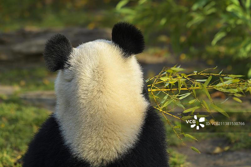 幼年大熊猫吃竹子图片素材