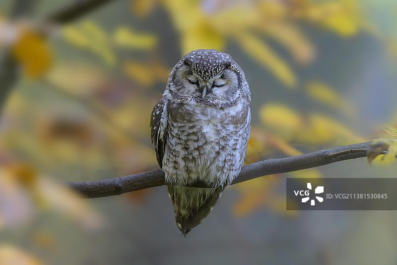 北鸮（Aegolius funereus）在秋季的森林里睡觉图片素材