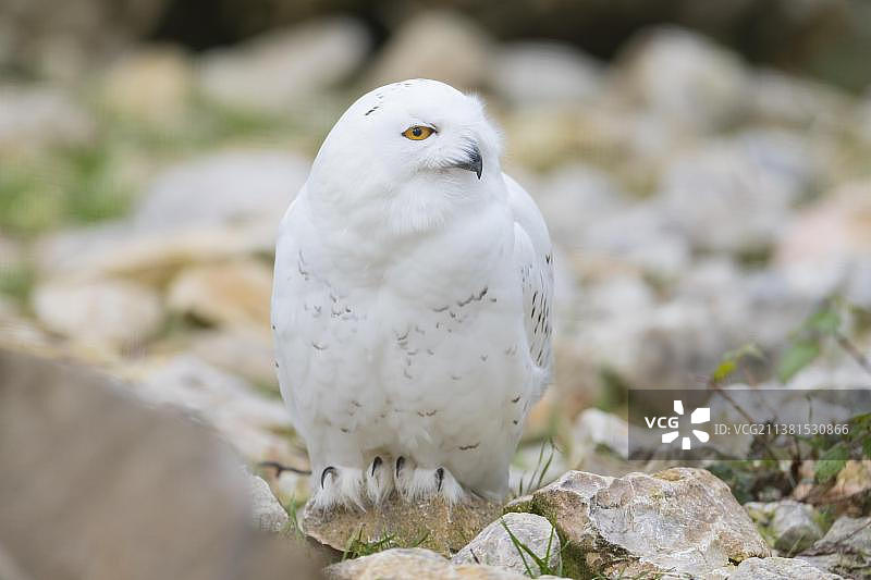 雪鸮（圈养）图片素材
