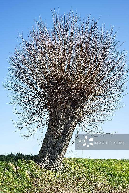 瑞典斯科纳于斯塔德的春日柳树图片素材