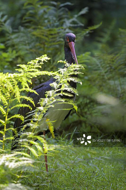 人工饲养的黑鹳图片素材