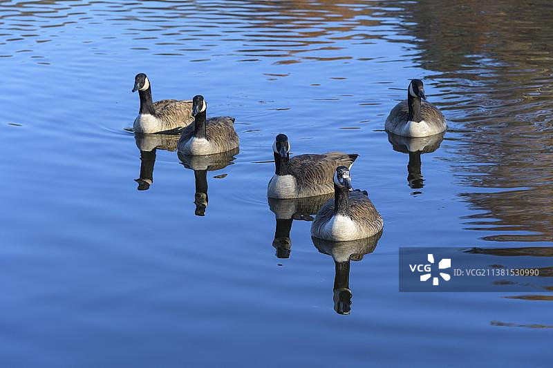 德国黑森州达姆施塔特施泰因布吕克池塘的加拿大黑雁图片素材