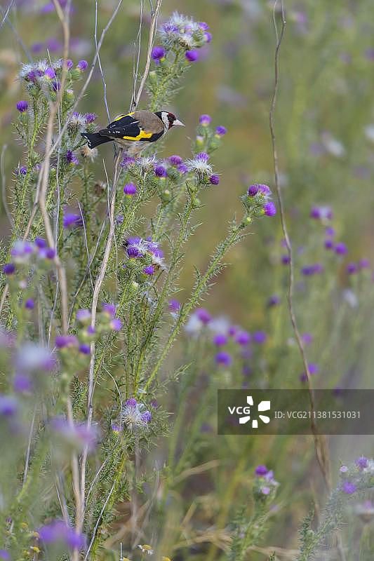 欧洲金翅雀（Carduelis carduelis），在蓟上，夏季图片素材