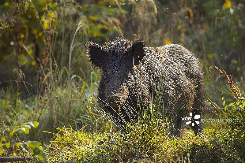 夏季的野猪图片素材