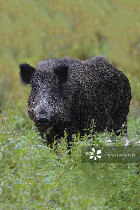 成年野猪，德国黑森州图片素材