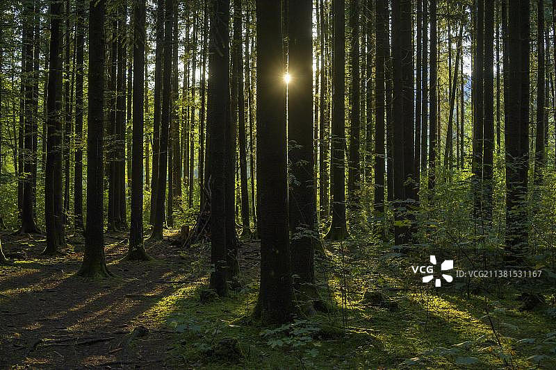 德国巴伐利亚森林日落图片素材