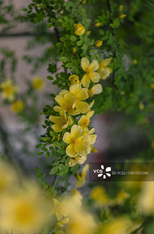 黄刺玫图片素材