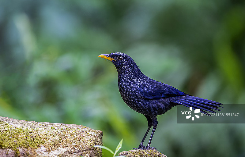 紫啸鸫图片素材