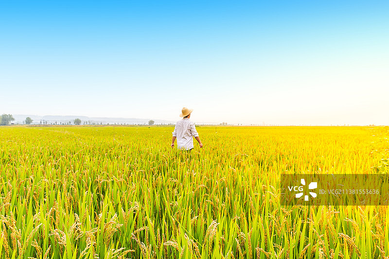 中国黑龙江哈尔滨五常市美丽乡村东北大米农业技术员视察稻田图片素材