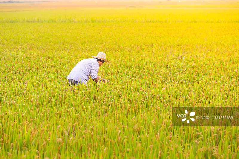 中国黑龙江哈尔滨五常市美丽乡村东北大米农业技术员视察稻田图片素材