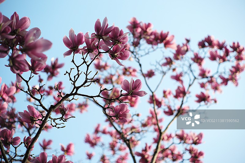 蓝天下的紫玉兰图片素材