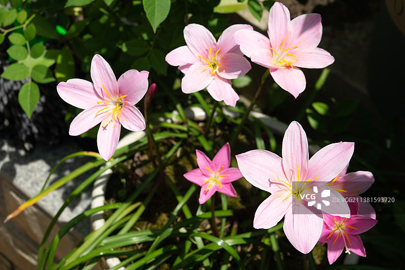 阳光下的喇叭花高视角特写图片素材