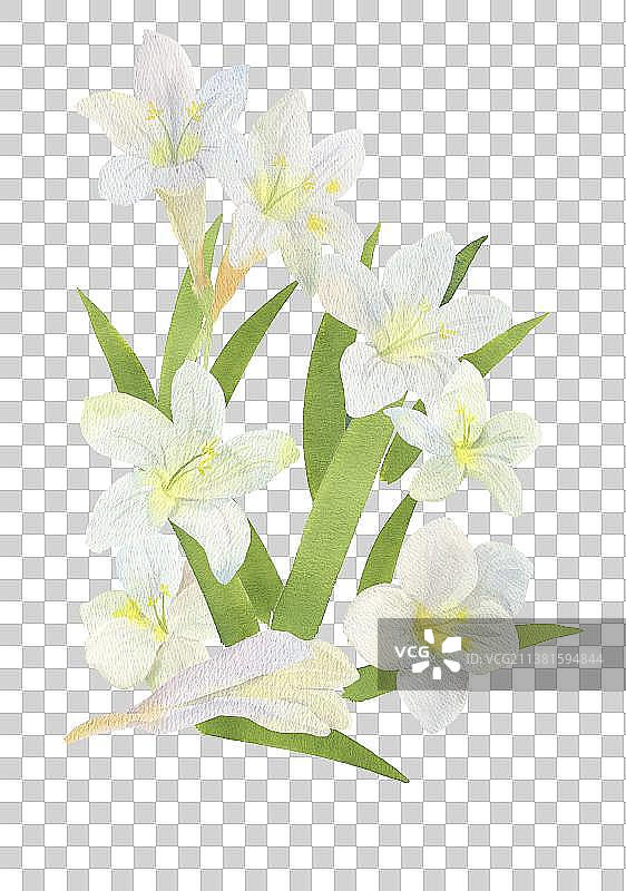小苍兰水彩手绘花卉清新水彩花朵图片素材