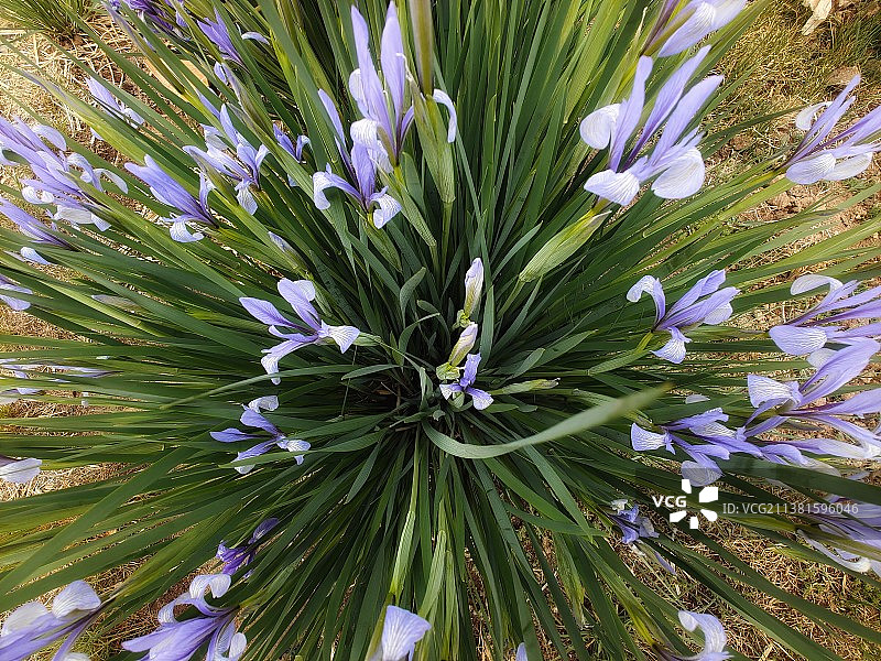 马兰花图片素材