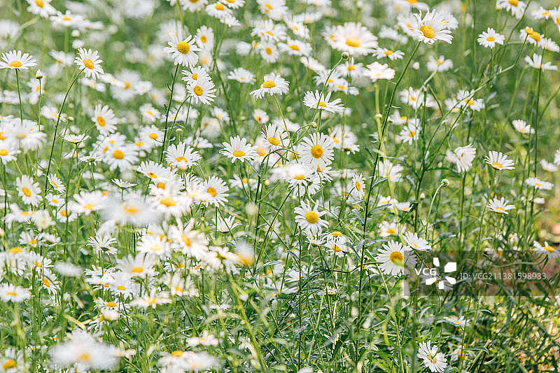 大滨菊图片素材