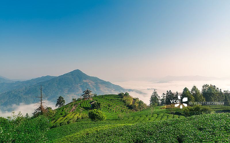 广西柳州三江布央仙人山茶园图片素材