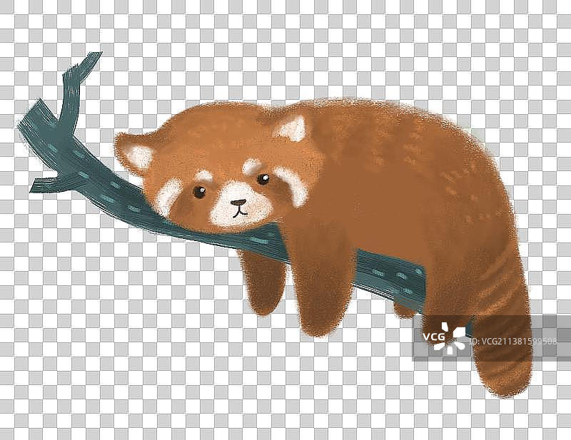 小熊猫图片素材