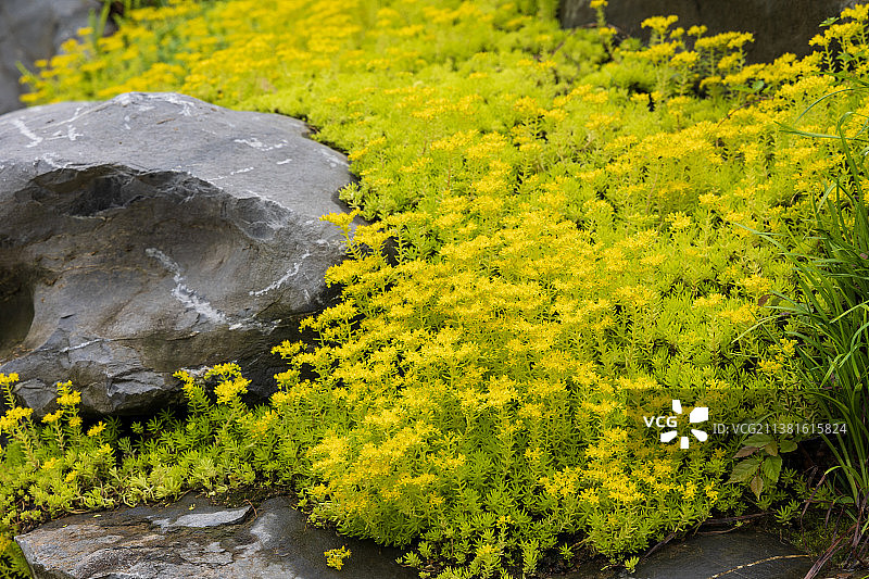 春天的都匀绿博园图片素材