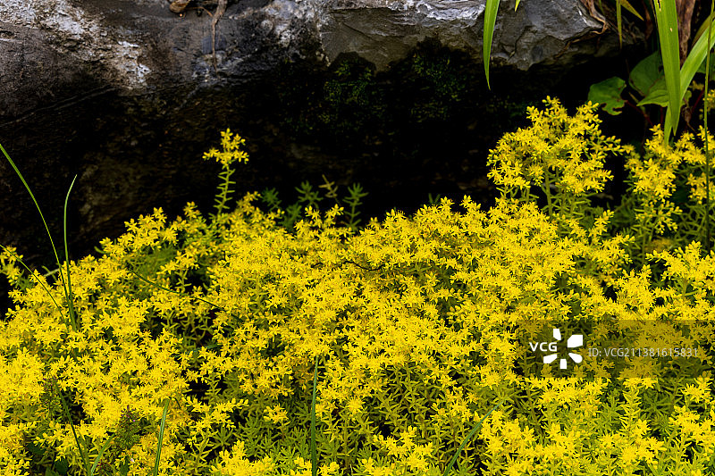 春天的都匀绿博园图片素材