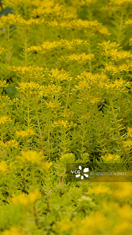 春天的都匀绿博园图片素材