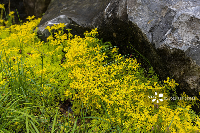 春天的都匀绿博园图片素材