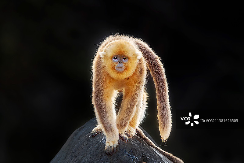 金丝猴----万福金安图片素材