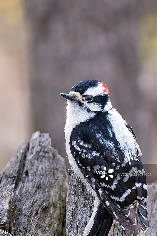 绒啄木鸟图片素材
